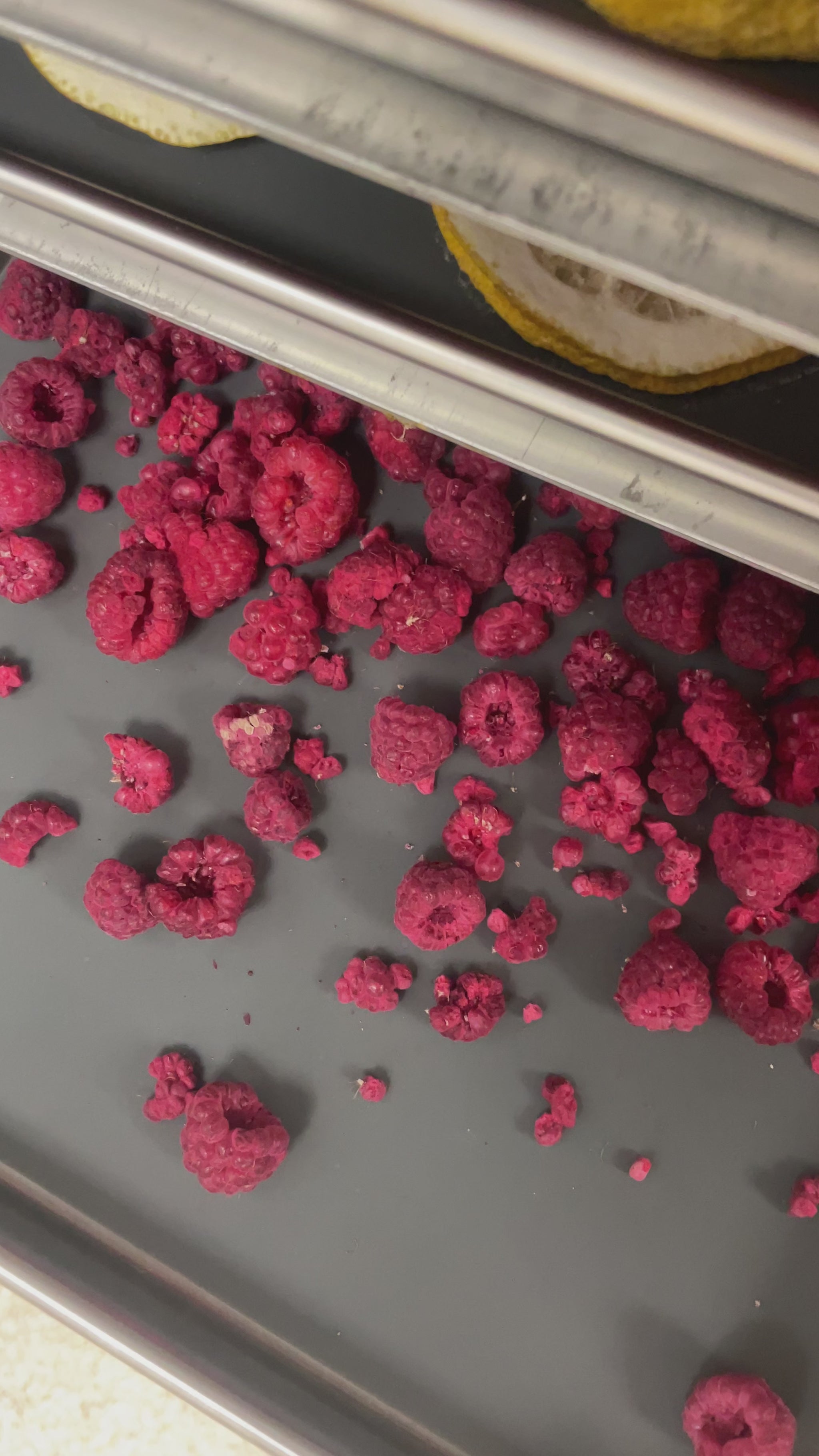 Freeze-dried raspberries on a metal sheet pan being taken out of freeze-dryer